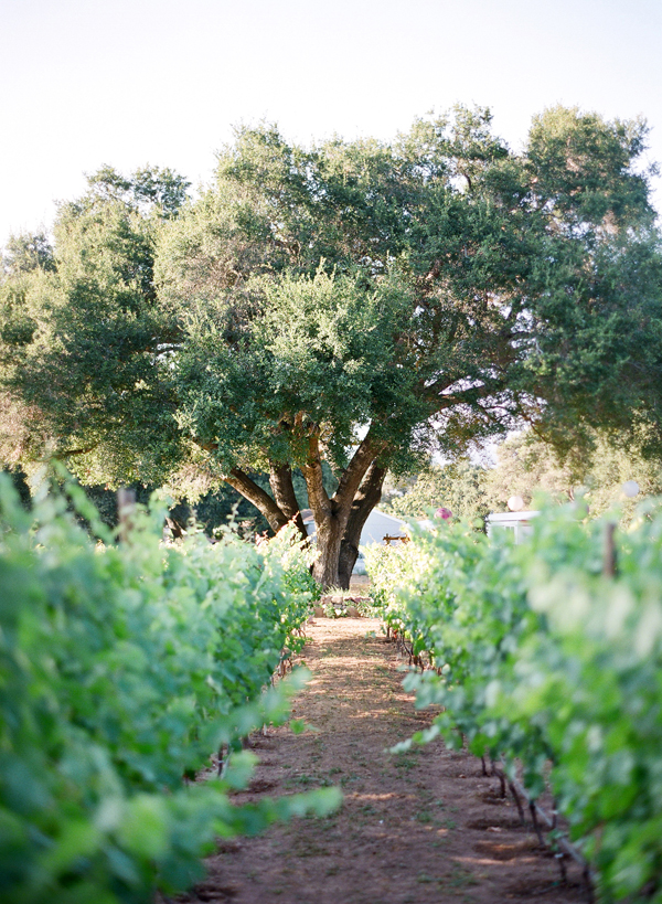 vineyard-purple-and-yellow-wedding