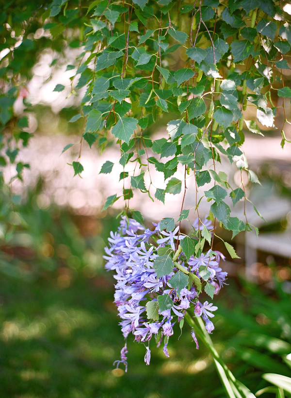 vineyard-purple-and-yellow-wedding