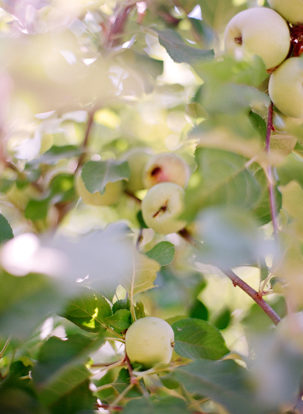 vineyard-purple-and-yellow-wedding