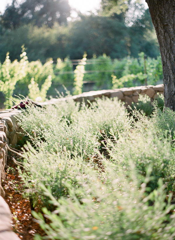 vineyard-purple-and-yellow-wedding