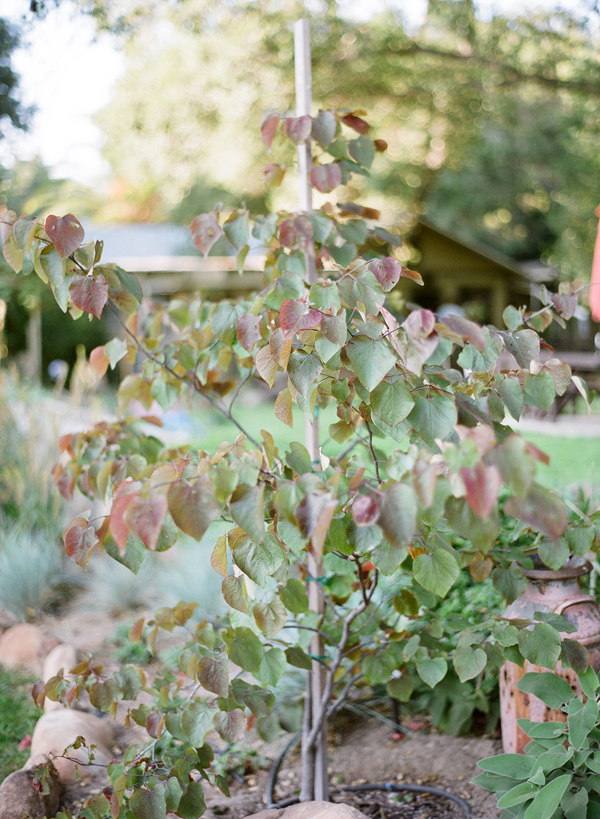 vineyard-purple-and-yellow-wedding