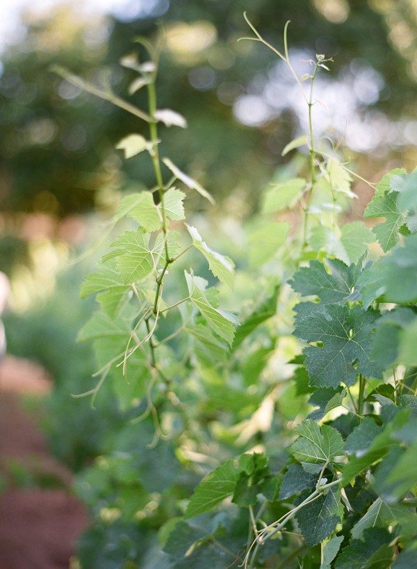 vineyard-purple-and-yellow-wedding