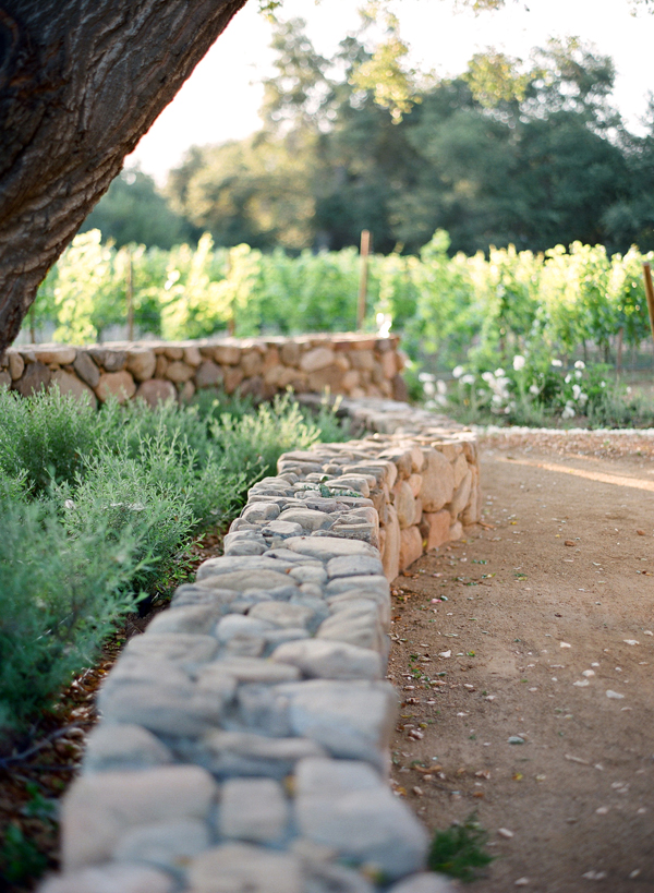 vineyard-purple-and-yellow-wedding