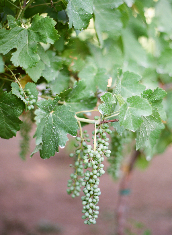 vineyard-purple-and-yellow-wedding