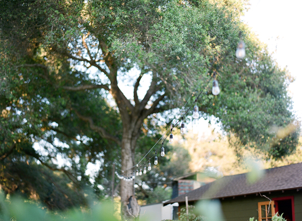 vineyard-purple-and-yellow-wedding