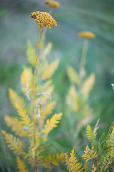 rustic-fall-wedding-inspiration
