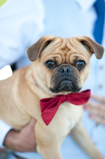 baby-blue-and-red-wedding-ideas