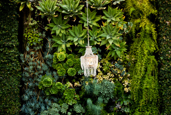 Crystal chandelier hanging in front of lush succulent wall