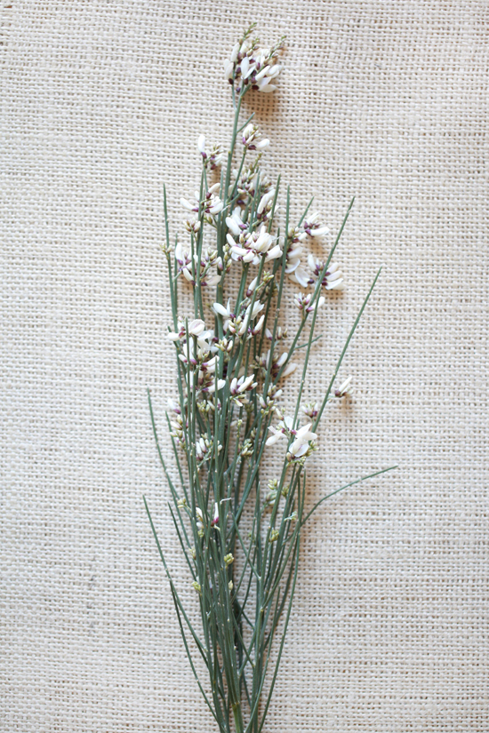 white-wedding-flower-guide