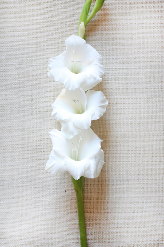 white-wedding-flower-guide