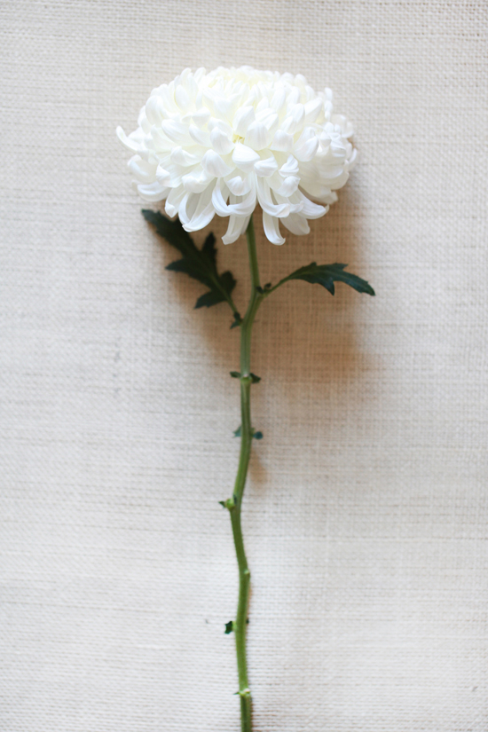 white-wedding-flower-guide