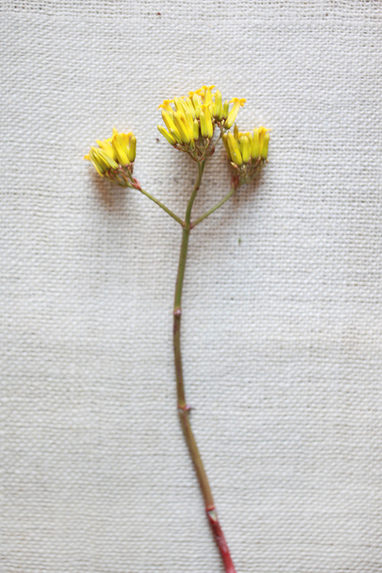 yellow-wedding-flower-guide
