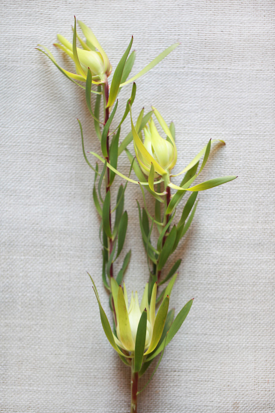 yellow-wedding-flower-guide