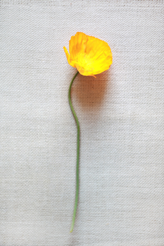 yellow-wedding-flower-guide
