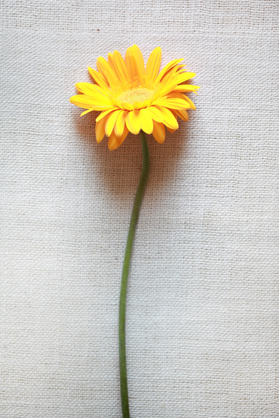 yellow-wedding-flower-guide