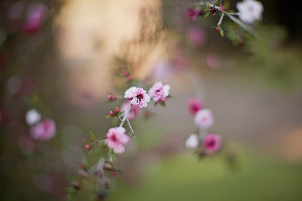elegant-pastel-wedding