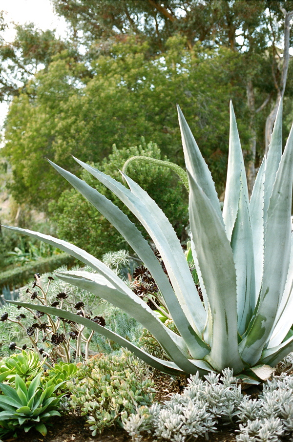 montecito-garden-wedding