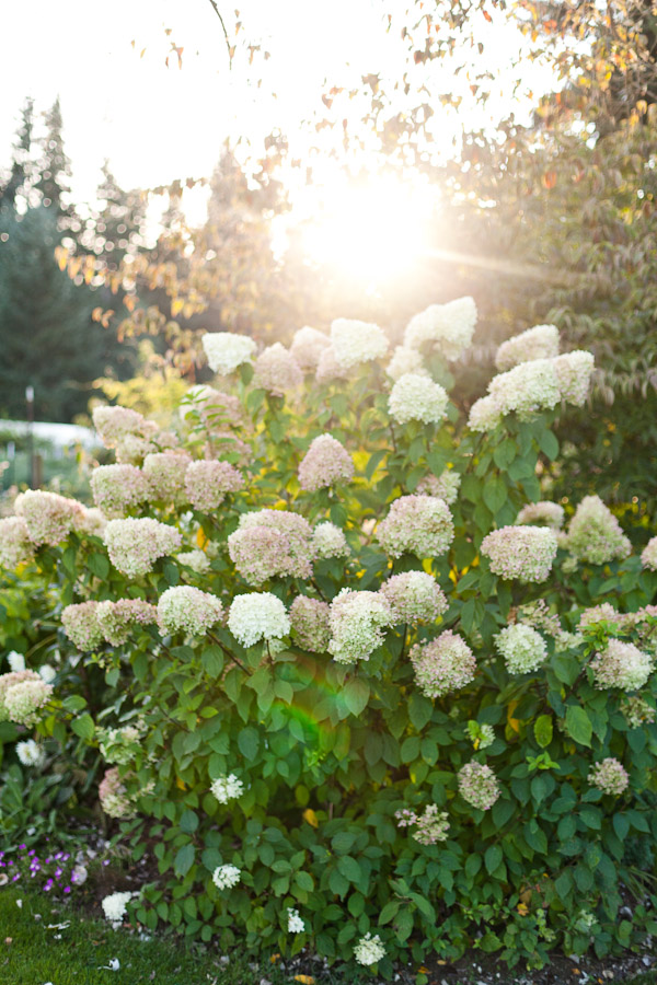 whidbey-island-wedding