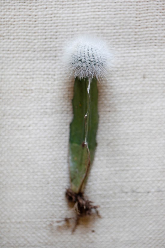 white-flower-guide