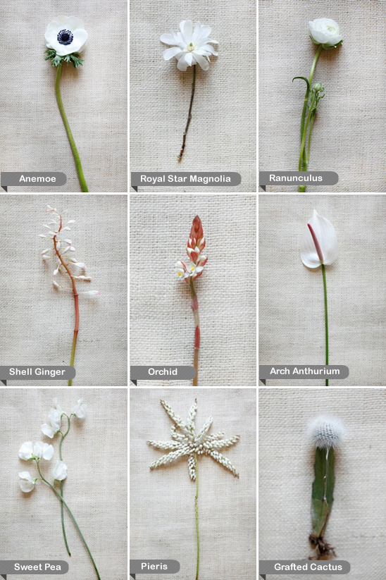 White flowers: Anemone, Magnolia, Ranunculus, etc