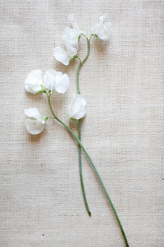 white-flower-guide