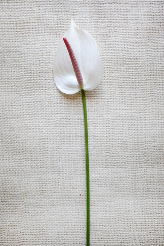 white-flower-guide