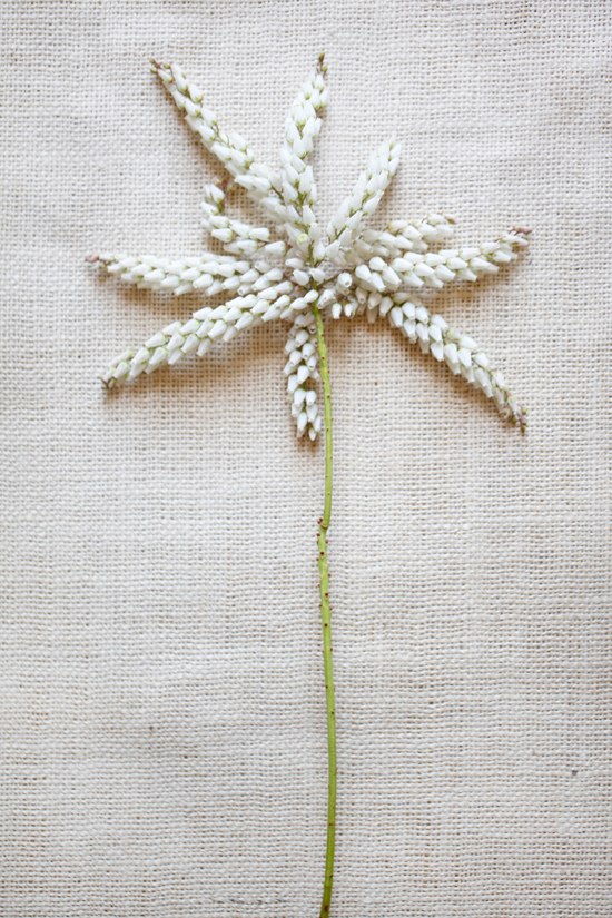 white-flower-guide