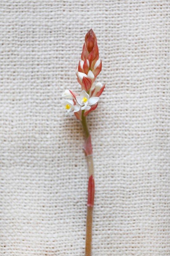 white-flower-guide
