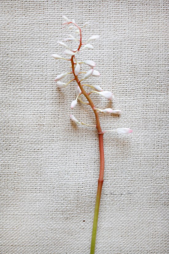 white-flower-guide