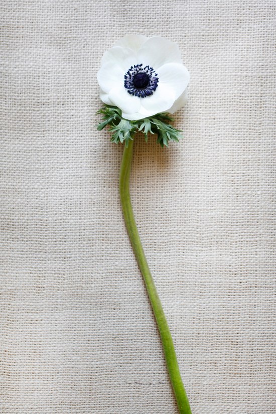white-flower-guide