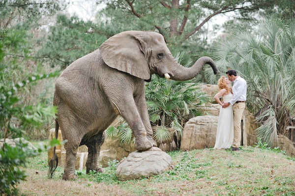 african-safari-wedding-ideas