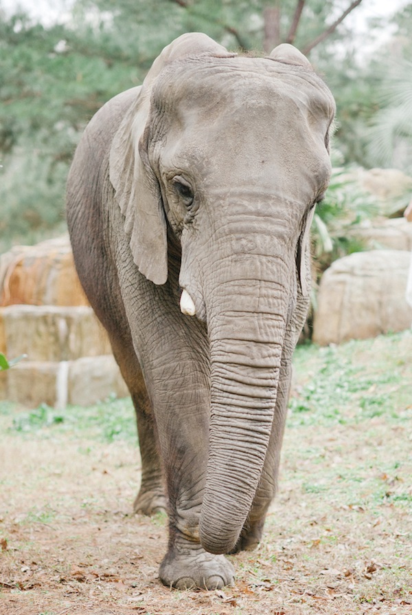 african-safari-wedding-ideas