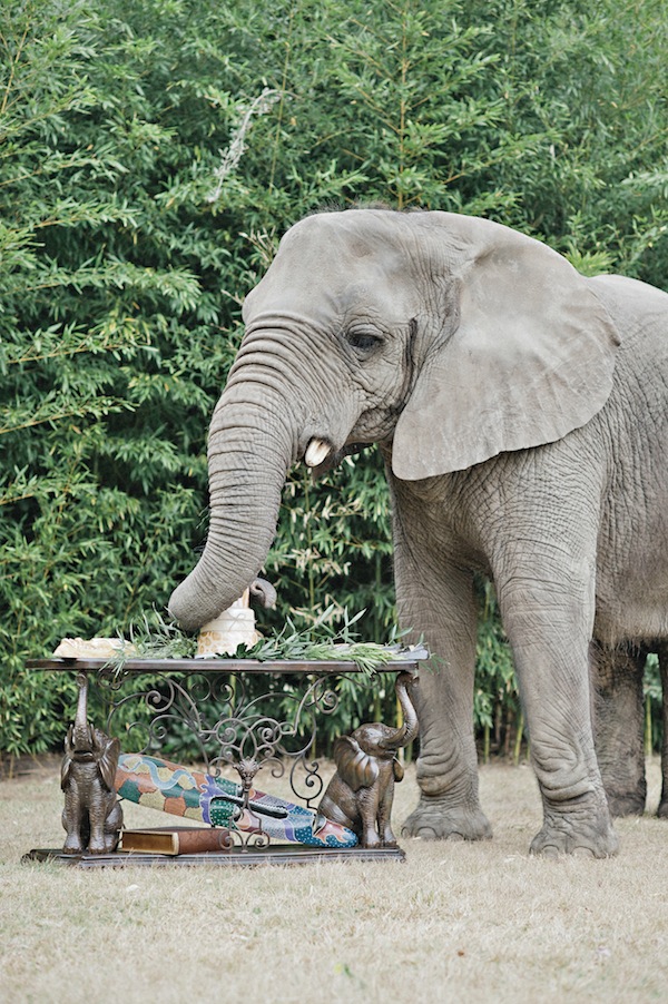african-safari-wedding-ideas