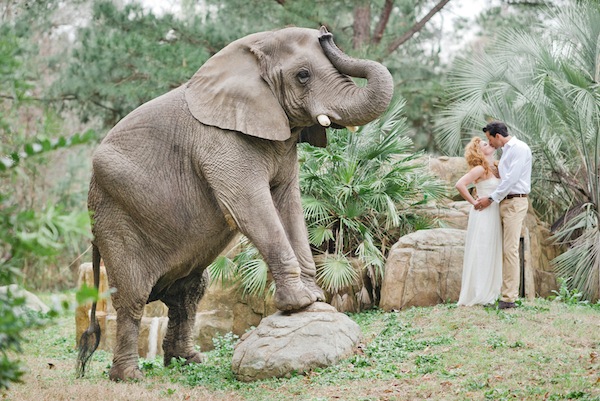 african-safari-wedding-ideas