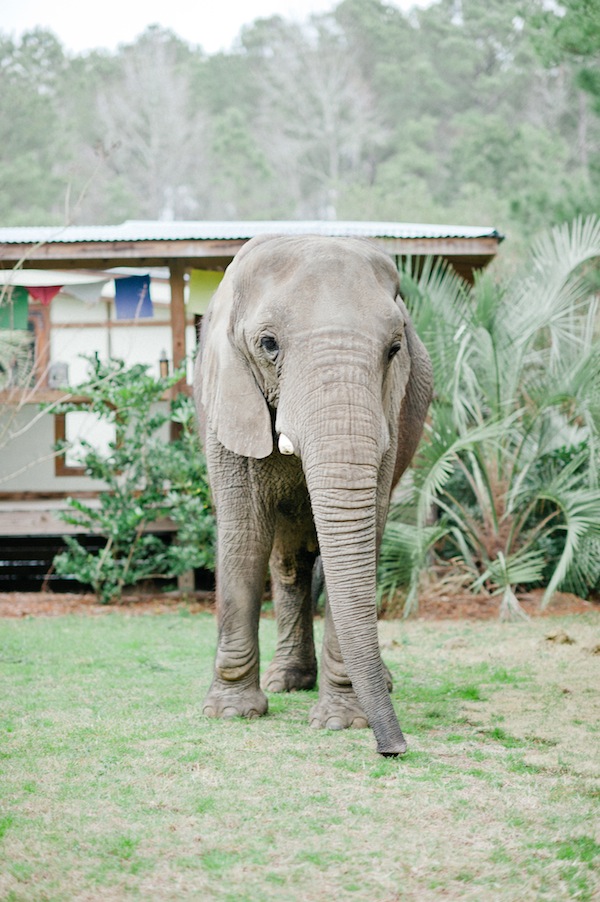 african-safari-wedding-ideas
