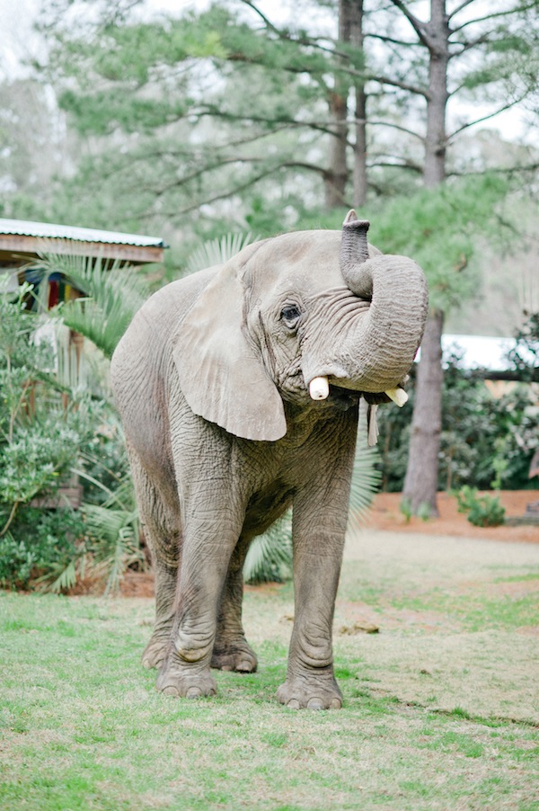 african-safari-wedding-ideas