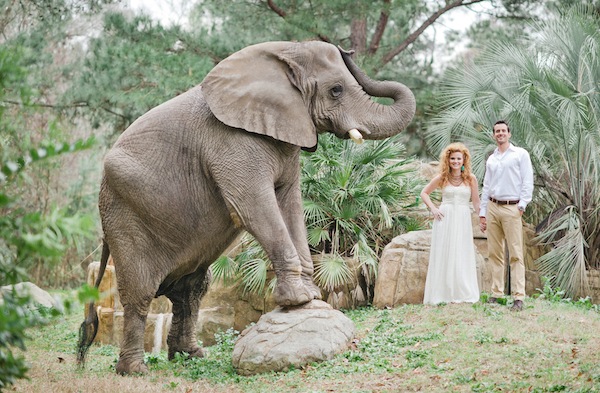 african-safari-wedding-ideas