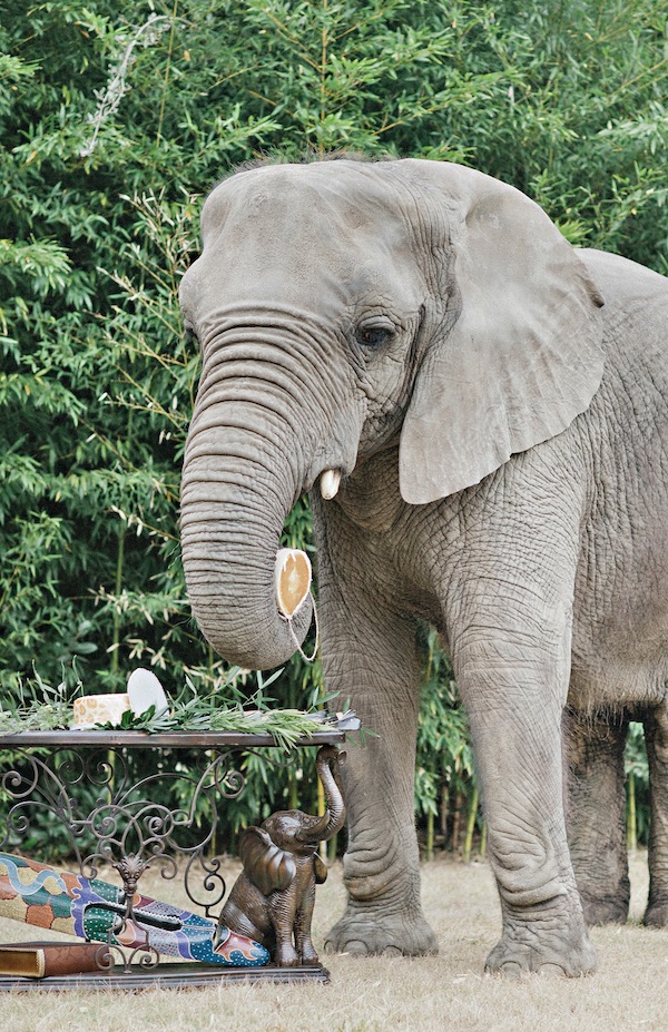 african-safari-wedding-ideas