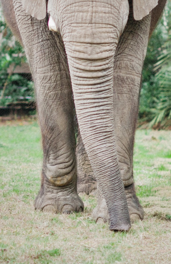 african-safari-wedding-ideas