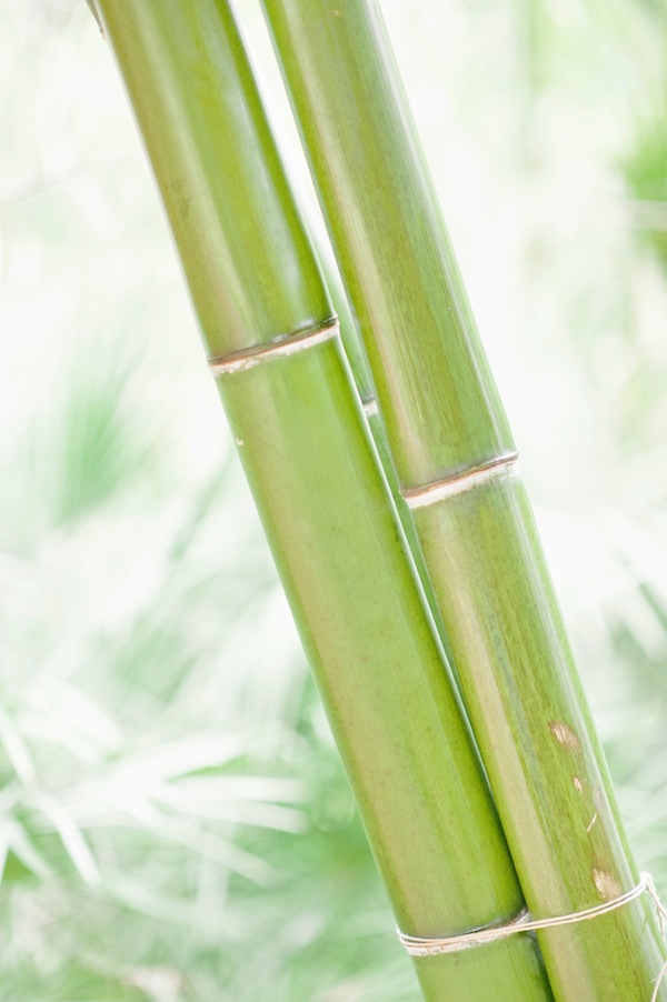 african-safari-wedding-ideas
