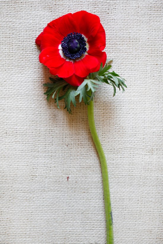 black-and-red-wedding-flowers