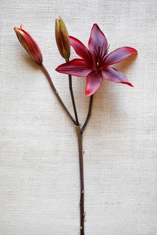 black-and-red-wedding-flowers