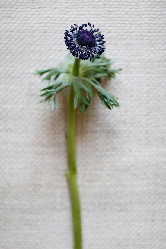 black-and-red-wedding-flowers