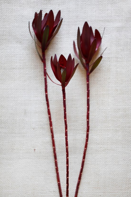 black-and-red-wedding-flowers