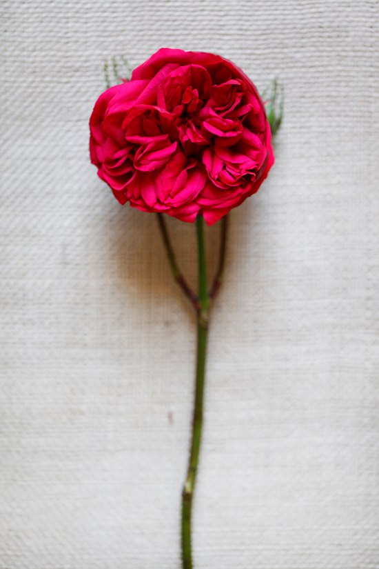 black-and-red-wedding-flowers