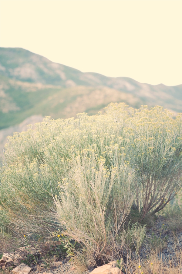peach-utah-wedding