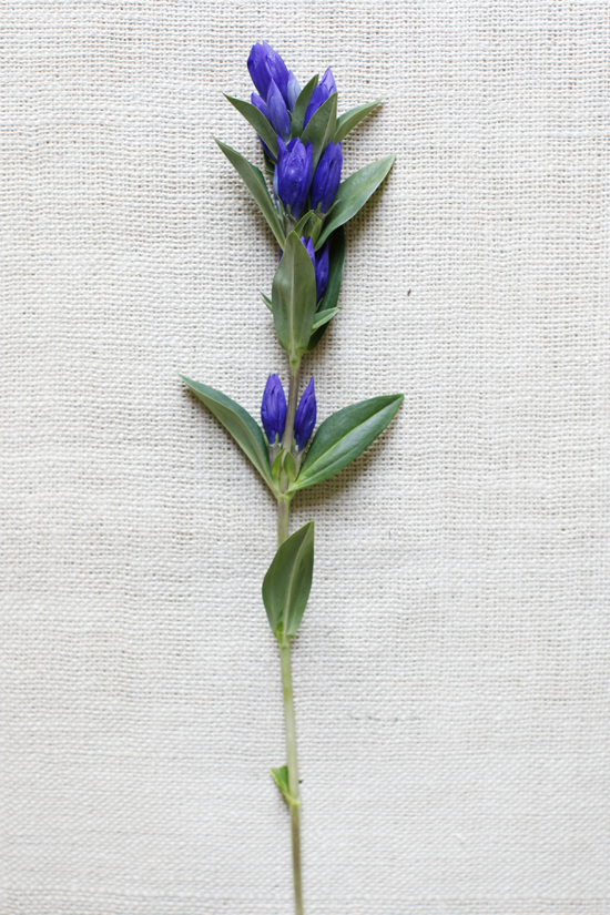 purple-and-red-wedding-flowers