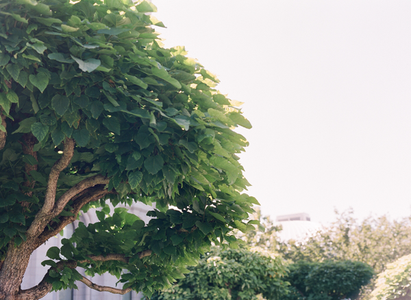 salt-lake-city-backyard-wedding