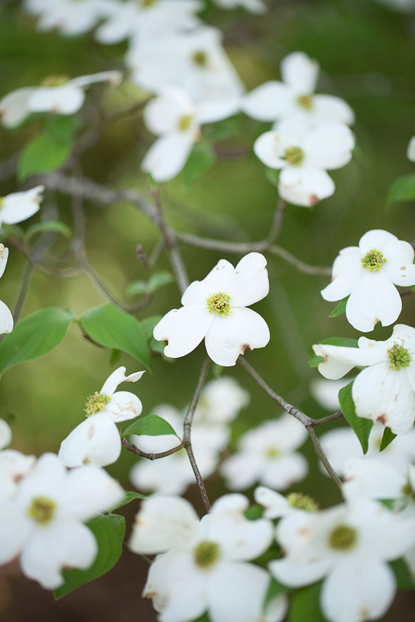 dogwood-wedding-inspiration