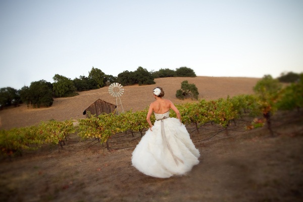 classic-vineyard-wedding-at-healdsburg